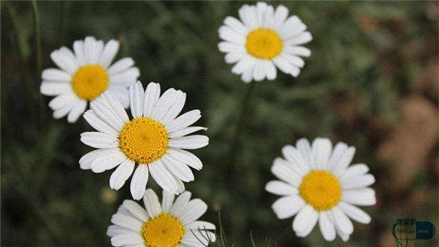 胎菊和菊花的区别，胎菊和菊花哪个泡水好胎菊好还是菊花好（胎菊、野菊、贡菊有什么不同）