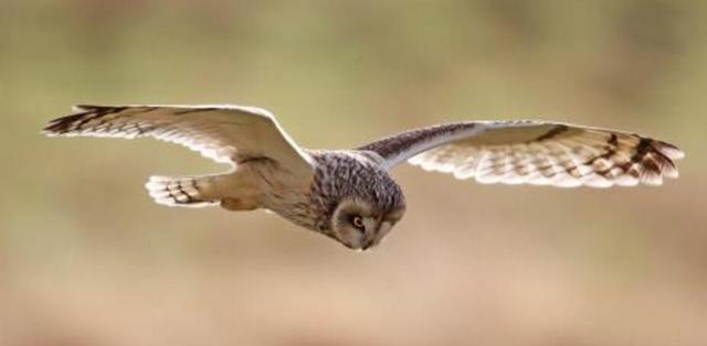 枭雄是褒义还是贬义，枭雄什么意思（新一代枭雄什么意思）