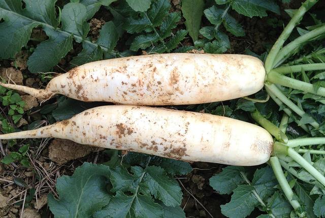 水煮白萝卜减肥法，吃水煮菜能减肥吗（冬天最应该常吃的菜）