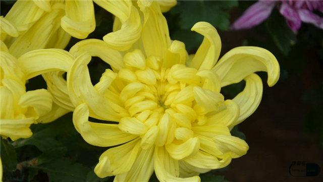 胎菊和菊花的区别，胎菊和菊花哪个泡水好胎菊好还是菊花好（胎菊、野菊、贡菊有什么不同）