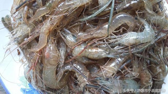 新鲜的白鳞鲑鱼，新鲜的阳鳞鲑鱼食谱（舌尖上的小浪底）