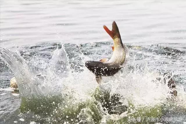 新鲜的白鳞鲑鱼，新鲜的阳鳞鲑鱼食谱（舌尖上的小浪底）