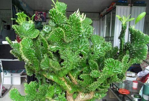 仙人掌有害吗，仙人掌有毒吗仙人掌应该没有（家里养的多肉植物有毒）