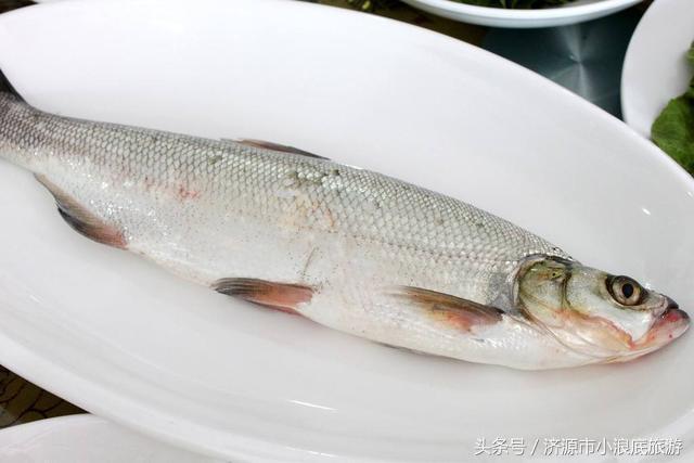 新鲜的白鳞鲑鱼，新鲜的阳鳞鲑鱼食谱（舌尖上的小浪底）