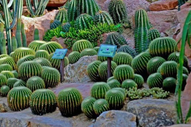 仙人掌有害吗，仙人掌有毒吗仙人掌应该没有（家里养的多肉植物有毒）