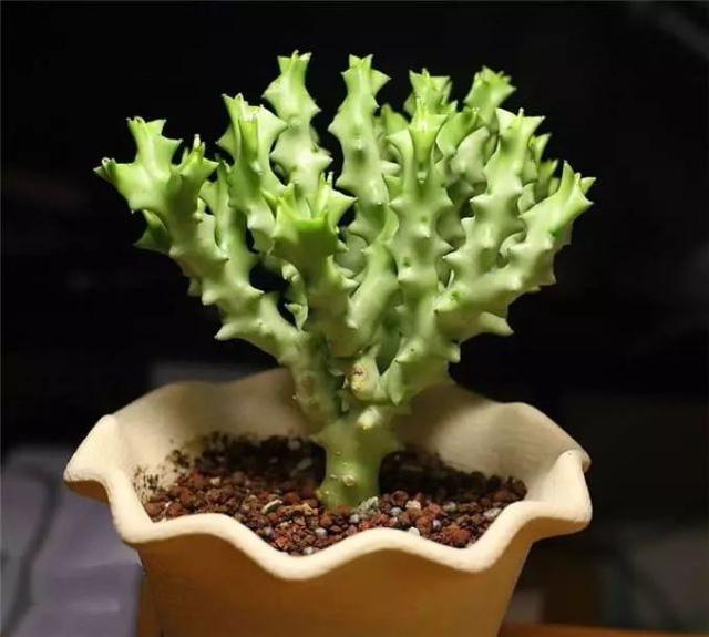 仙人掌有害吗，仙人掌有毒吗仙人掌应该没有（家里养的多肉植物有毒）