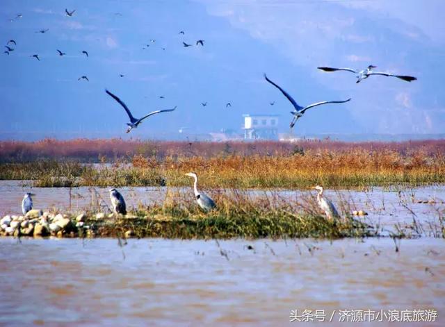 新鲜的白鳞鲑鱼，新鲜的阳鳞鲑鱼食谱（舌尖上的小浪底）