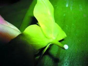 仙人掌有害吗，仙人掌有毒吗仙人掌应该没有（家里养的多肉植物有毒）