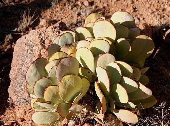 仙人掌有害吗，仙人掌有毒吗仙人掌应该没有（家里养的多肉植物有毒）