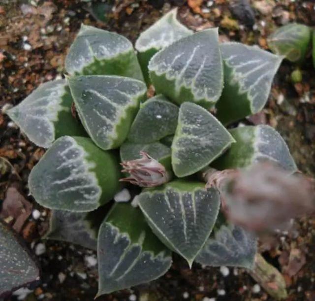 仙人掌有害吗，仙人掌有毒吗仙人掌应该没有（家里养的多肉植物有毒）