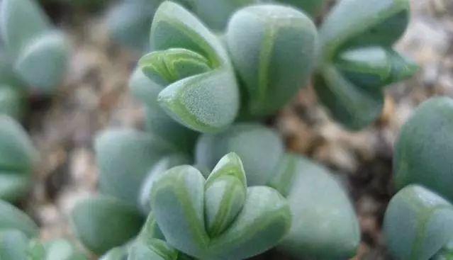 仙人掌有害吗，仙人掌有毒吗仙人掌应该没有（家里养的多肉植物有毒）