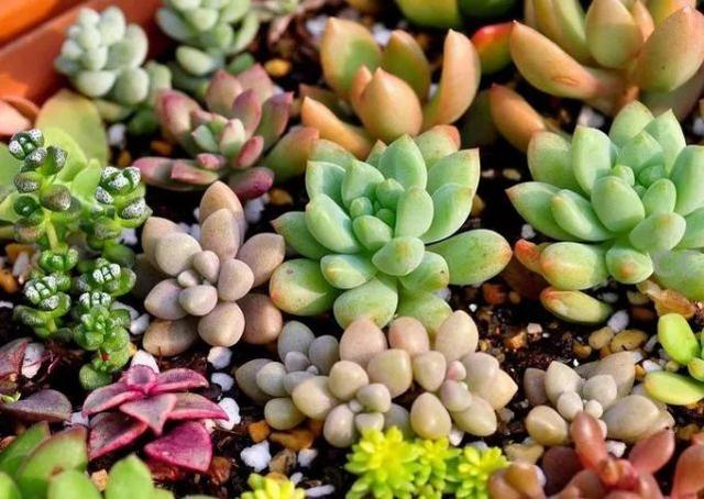 仙人掌有害吗，仙人掌有毒吗仙人掌应该没有（家里养的多肉植物有毒）