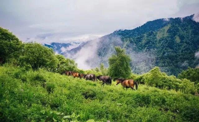 九寨沟有什么好玩的，稻城亚丁和九寨沟有哪些区别（九寨沟边上的小九寨）