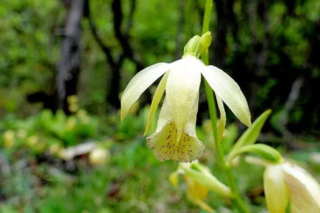九寨沟有什么好玩的，稻城亚丁和九寨沟有哪些区别（九寨沟边上的小九寨）