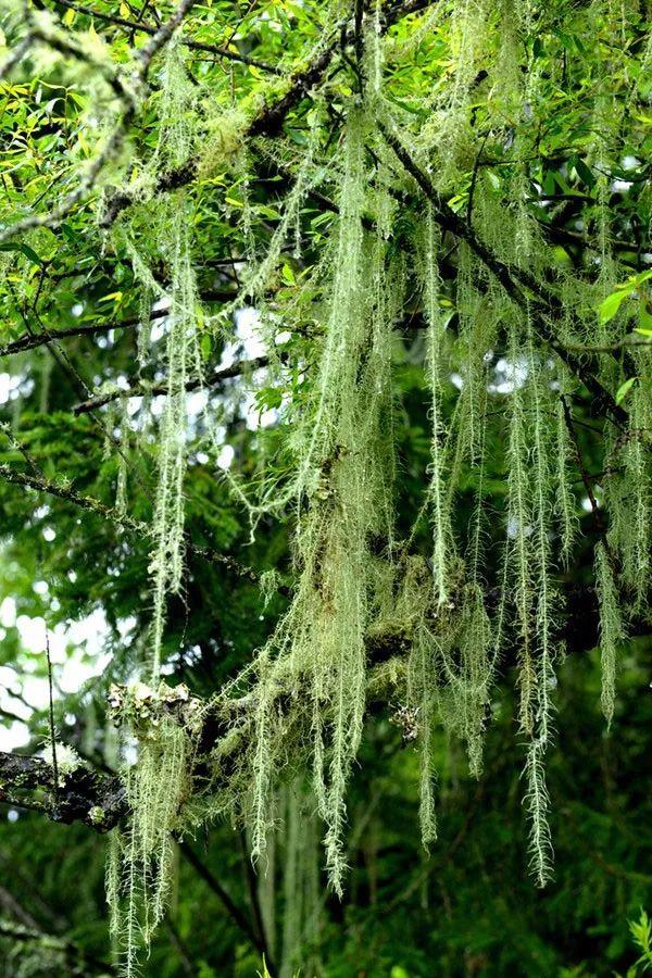 九寨沟有什么好玩的，稻城亚丁和九寨沟有哪些区别（九寨沟边上的小九寨）