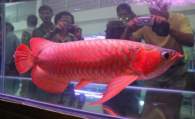 红龙鱼变色过程图片图片