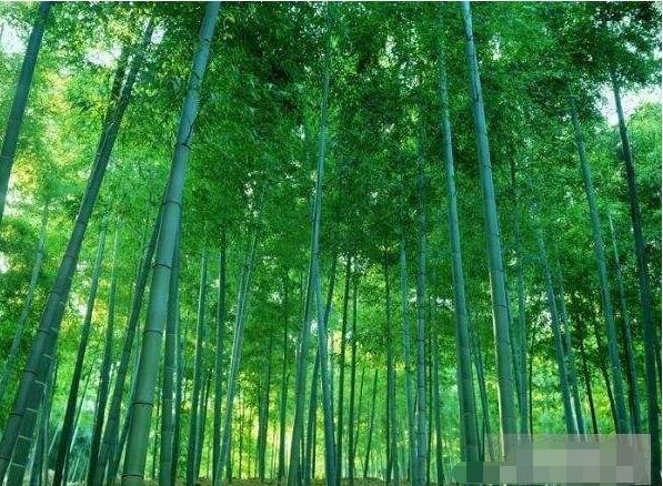 铁竹是世界上叶子最大的竹子，世界上3大最高的竹子品种