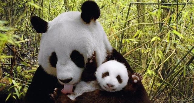 九寨沟有什么好玩的，稻城亚丁和九寨沟有哪些区别（九寨沟边上的小九寨）