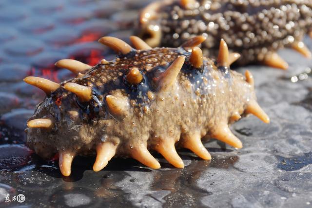 海参多久吃一次，即食海参多久吃一次（每天吃多少为宜）