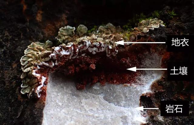 奇妙的地衣，地衣故事中的主角（谁才是最早到达陆地的先锋物种）
