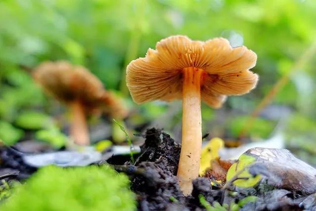 九寨沟有什么好玩的，稻城亚丁和九寨沟有哪些区别（九寨沟边上的小九寨）