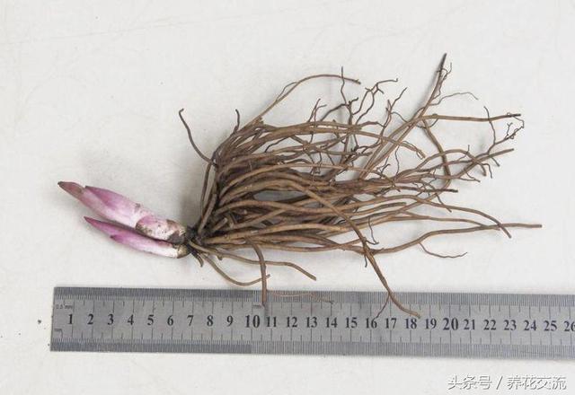 圣诞玫瑰结局什么意思，《圣诞玫瑰》结局真相是什么（原来就是野外常见的铁筷子）