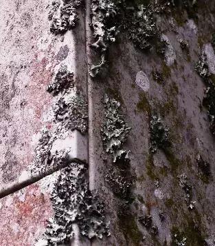 奇妙的地衣，地衣故事中的主角（谁才是最早到达陆地的先锋物种）