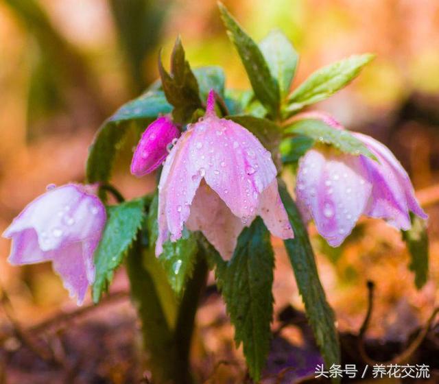 圣诞玫瑰结局什么意思，《圣诞玫瑰》结局真相是什么（原来就是野外常见的铁筷子）