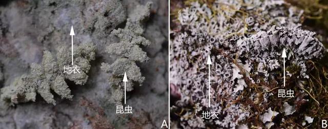 奇妙的地衣，地衣故事中的主角（谁才是最早到达陆地的先锋物种）