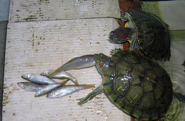 巴西龟冬眠要水吗，巴西龟冬眠用水吗（巴西龟冬眠方法）