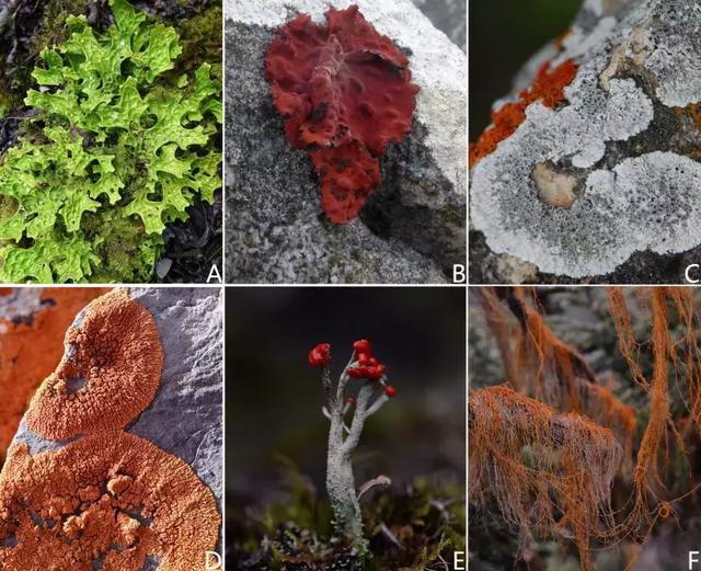 奇妙的地衣，地衣故事中的主角（谁才是最早到达陆地的先锋物种）