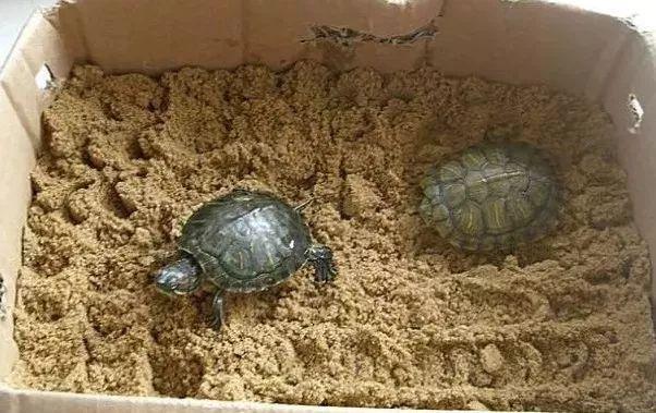 巴西龟冬眠要水吗，巴西龟冬眠用水吗（巴西龟冬眠方法）