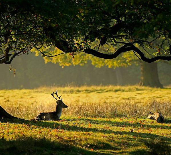 安妮的仙境背景音乐，安妮的仙境纯音乐（伴君进入甜蜜梦乡的一首经典纯音乐《安妮的仙境》）