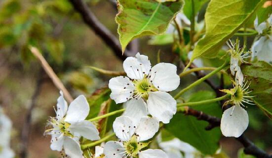 关于梨花的诗句古诗，梨花古诗十首（描写梨花的唯美诗句）