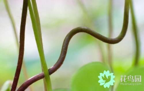 枝条的结构是什么，枝条的结构图（植物茎的特点）