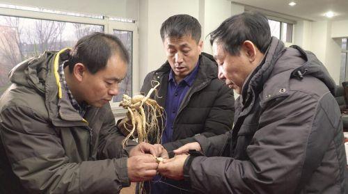 人民大会堂人参王，香烟口感排行榜前十名（目前已知全球最大鲜野山参面世——康平投资与紫鑫药业决定用于科学研究）