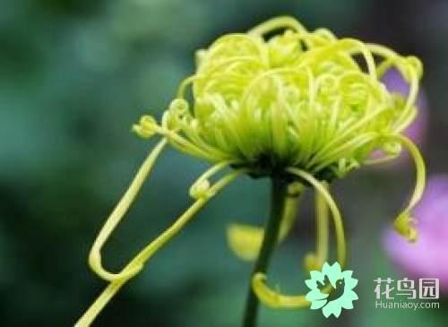 菊花有哪些品种，四季菊花有哪些品种（菊花品种的多样性）