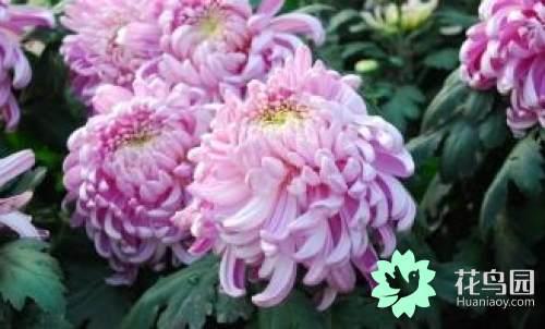 菊花有哪些品种，四季菊花有哪些品种（菊花品种的多样性）