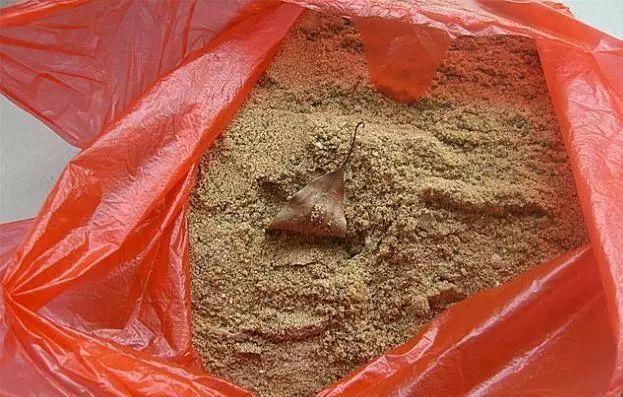 巴西龟冬眠要水吗，巴西龟冬眠用水吗（巴西龟冬眠方法）