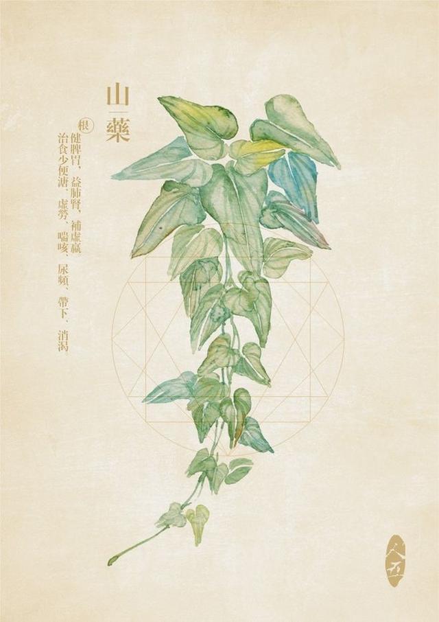 人参图片,手绘草本(人参图片简笔画)