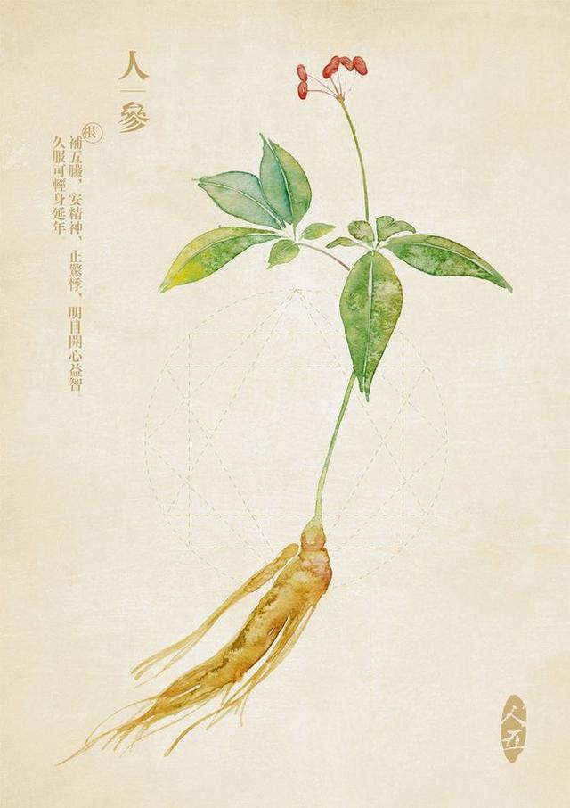 人参图片，手绘草本（人参图片简笔画）