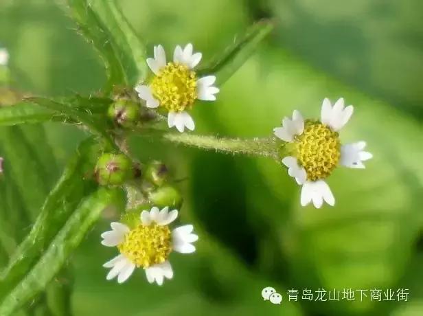 soga是什么意思，男生说soga是什么意思（青岛地区常见的野花野草之一）