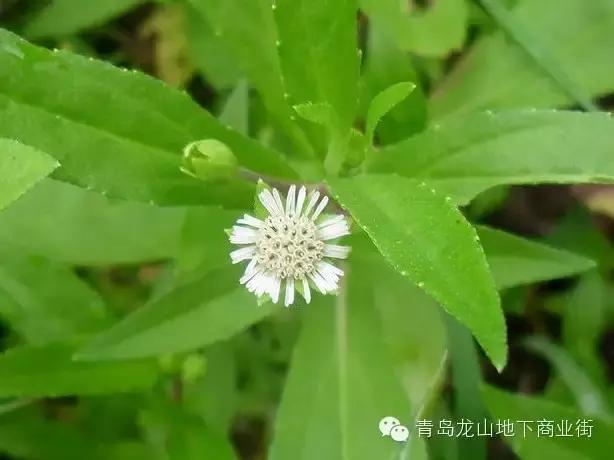 soga是什么意思，男生说soga是什么意思（青岛地区常见的野花野草之一）