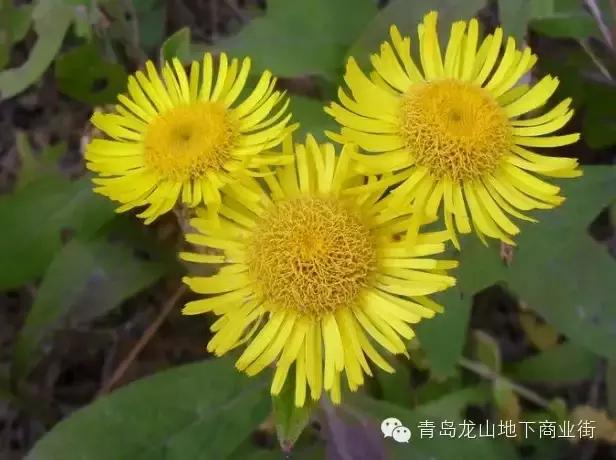 soga是什么意思，男生说soga是什么意思（青岛地区常见的野花野草之一）