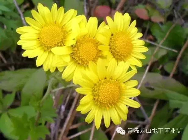 soga是什么意思，男生说soga是什么意思（青岛地区常见的野花野草之一）