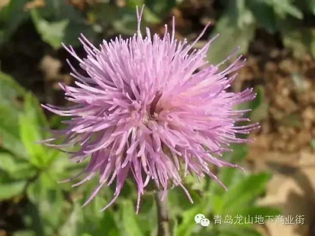 soga是什么意思，男生说soga是什么意思（青岛地区常见的野花野草之一）