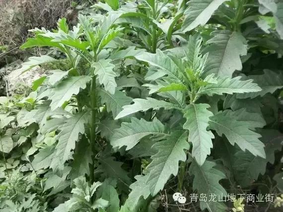 soga是什么意思，男生说soga是什么意思（青岛地区常见的野花野草之一）