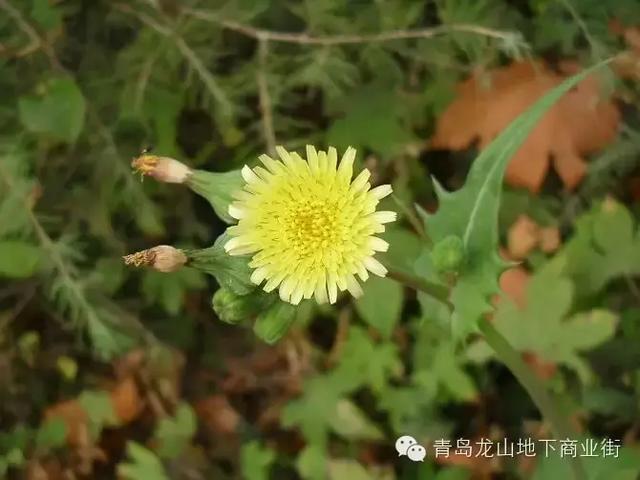 soga是什么意思，男生说soga是什么意思（青岛地区常见的野花野草之一）