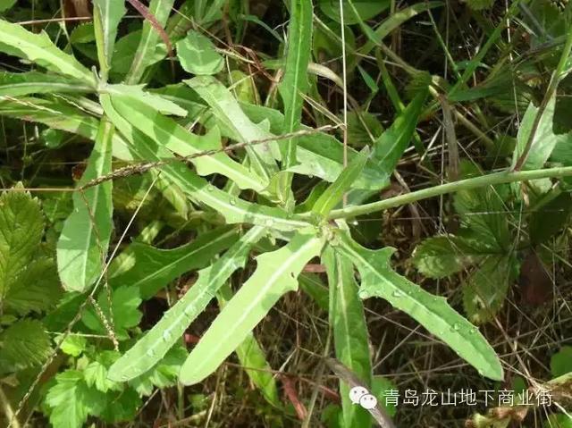 soga是什么意思，男生说soga是什么意思（青岛地区常见的野花野草之一）