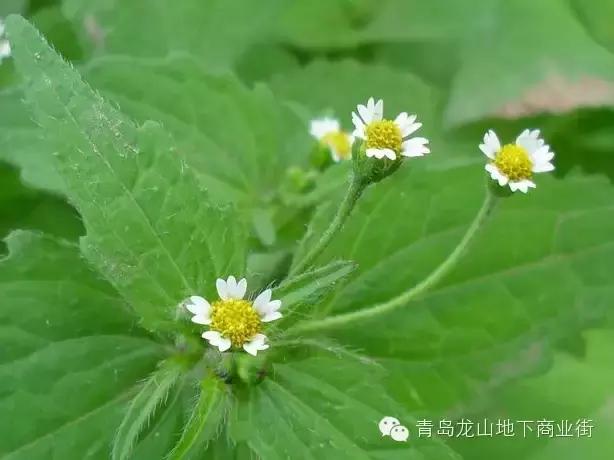 soga是什么意思，男生说soga是什么意思（青岛地区常见的野花野草之一）